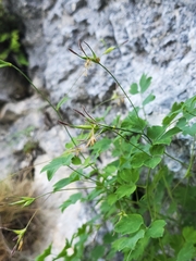 marius, CC BY, iNaturalist via GBIF Thalictrum macrocarpum, photograph marius, CC BY, iNaturalist via GBIF