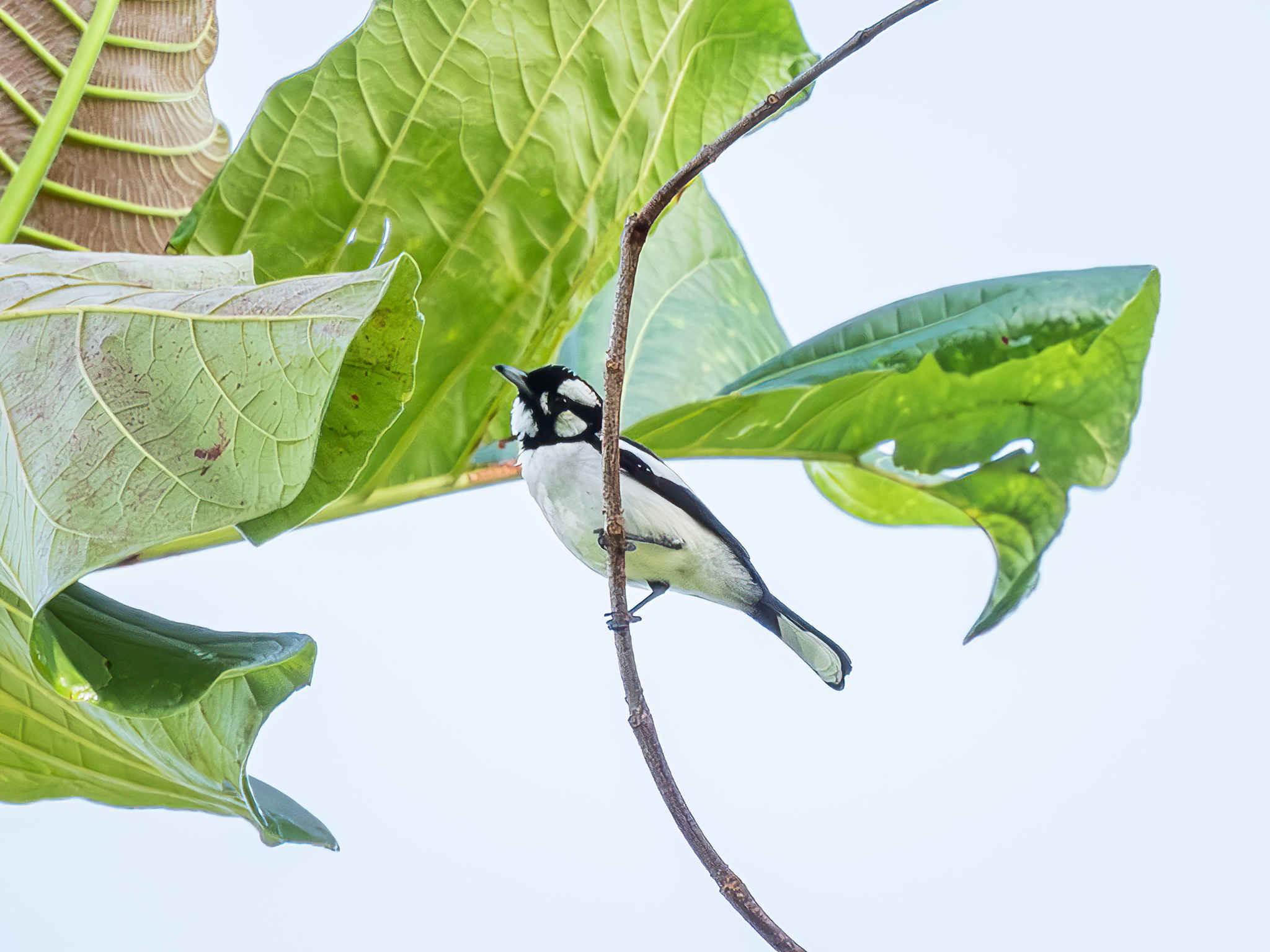 White-naped Monarch (Carterornis pileatus), photo 5