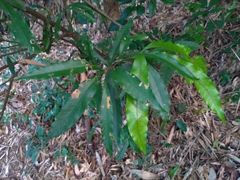 Lithocarpus hancei