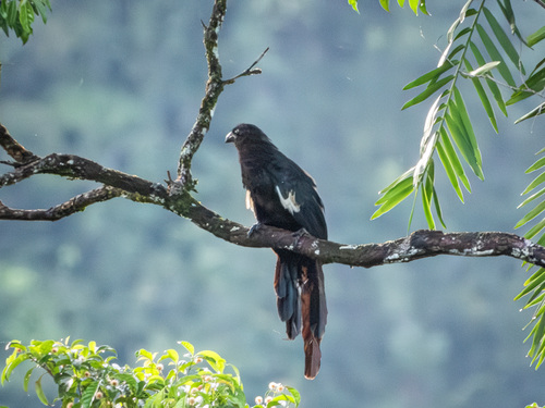 Goliath Coucal (Centropus goliath), photo 6