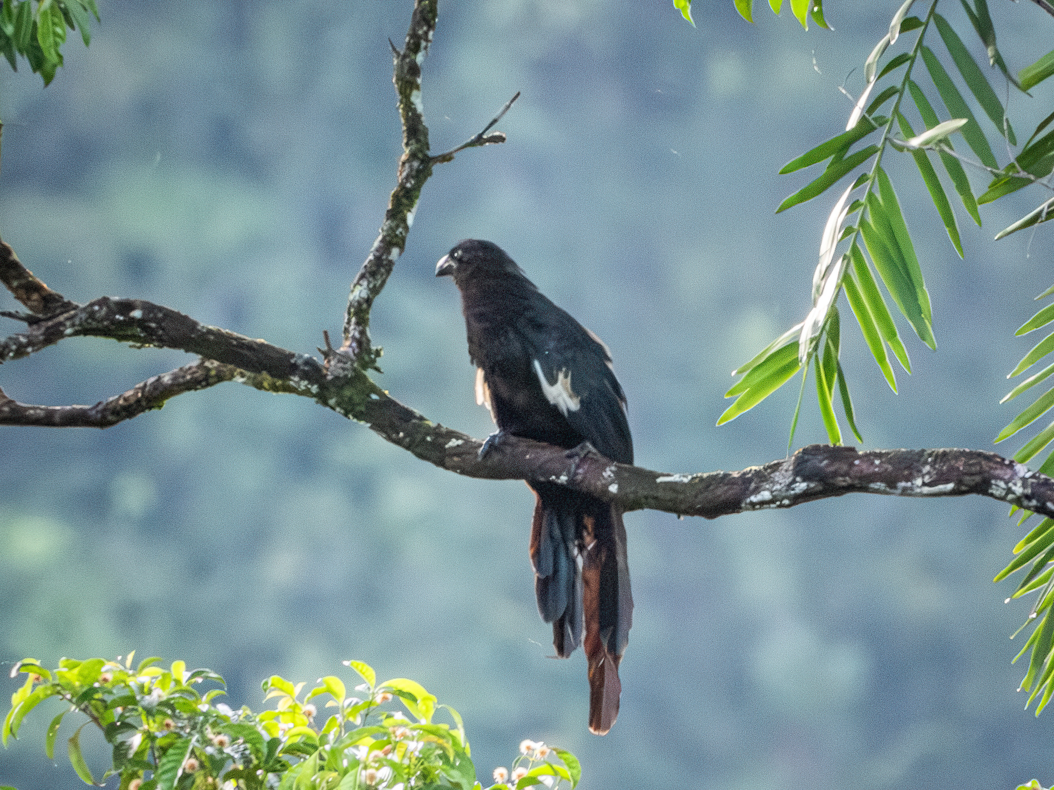 Goliath Coucal (Centropus goliath), photo 5