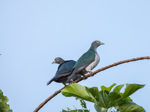 Spectacled Imperial Pigeon (Ducula perspicillata), photo 9