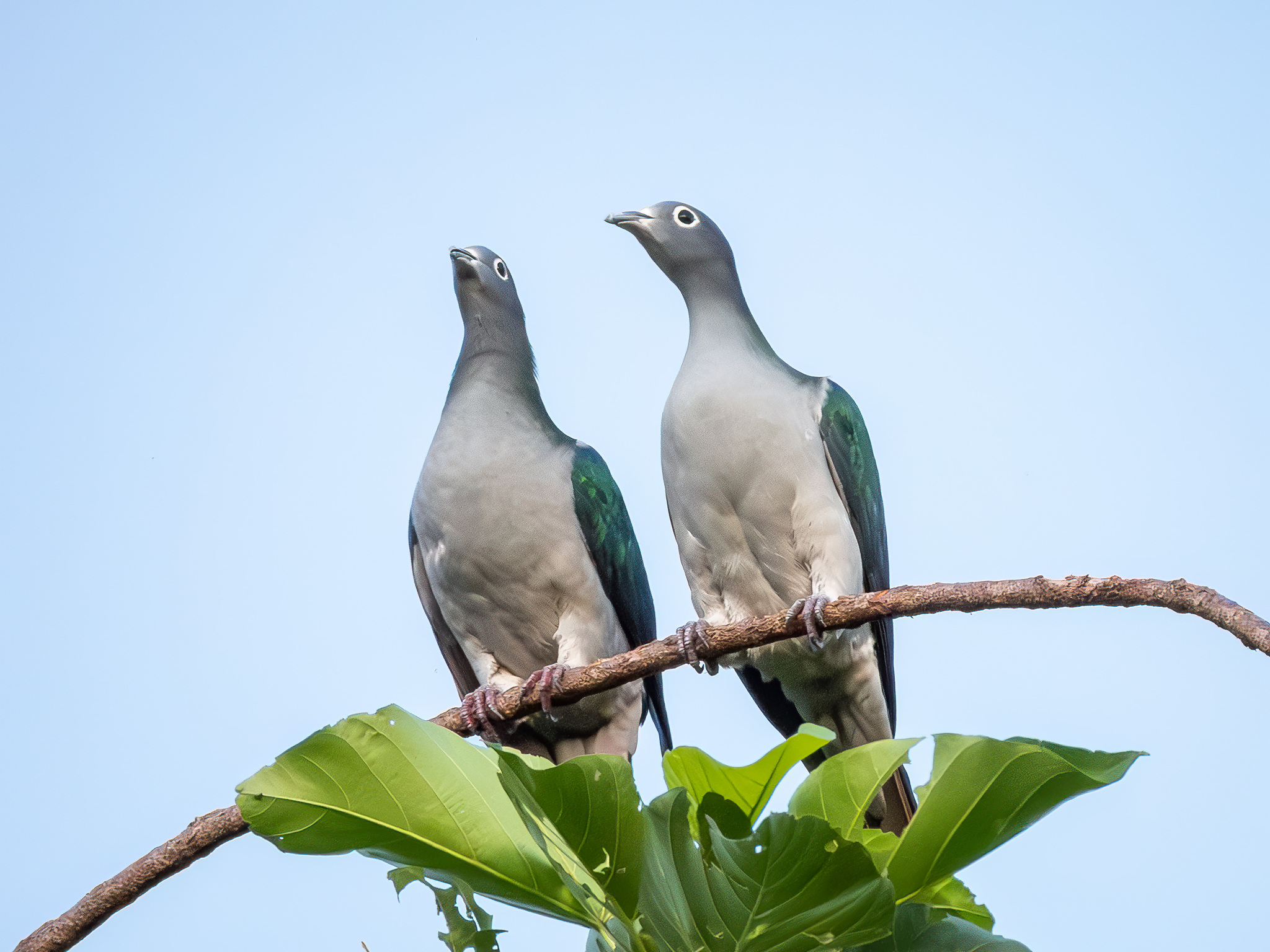 Spectacled Imperial Pigeon (Ducula perspicillata), photo 2