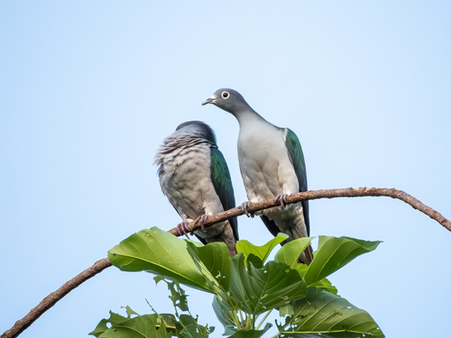 Spectacled Imperial Pigeon (Ducula perspicillata), photo 7