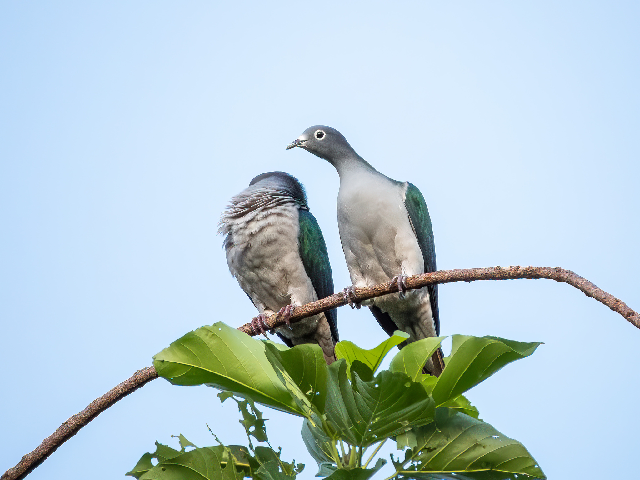 Spectacled Imperial Pigeon (Ducula perspicillata), photo 6
