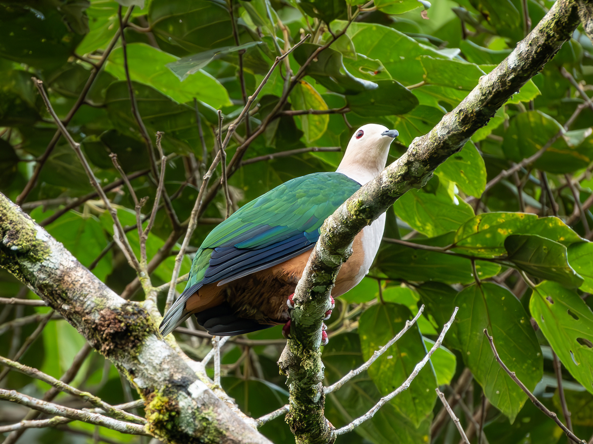 Cinnamon-bellied Imperial Pigeon (Ducula basilica), photo 2