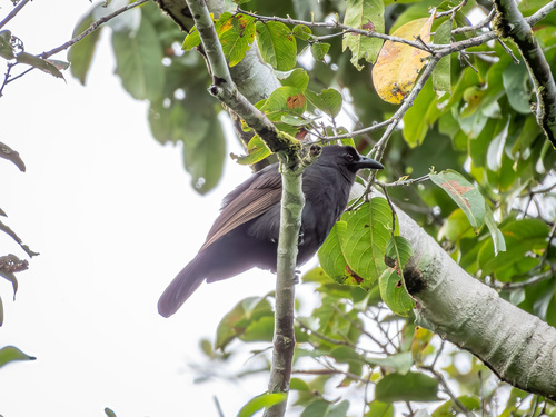 Halmahera Paradise-crow (Lycocorax pyrrhopterus)