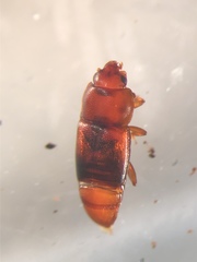 Carpophilus antiquus