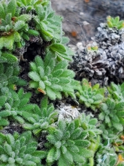 Androsace cylindrica, photograph (c) marius, some rights reserved (CC BY)