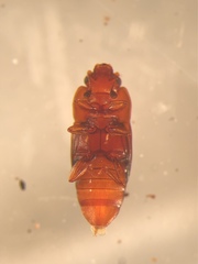 Carpophilus antiquus