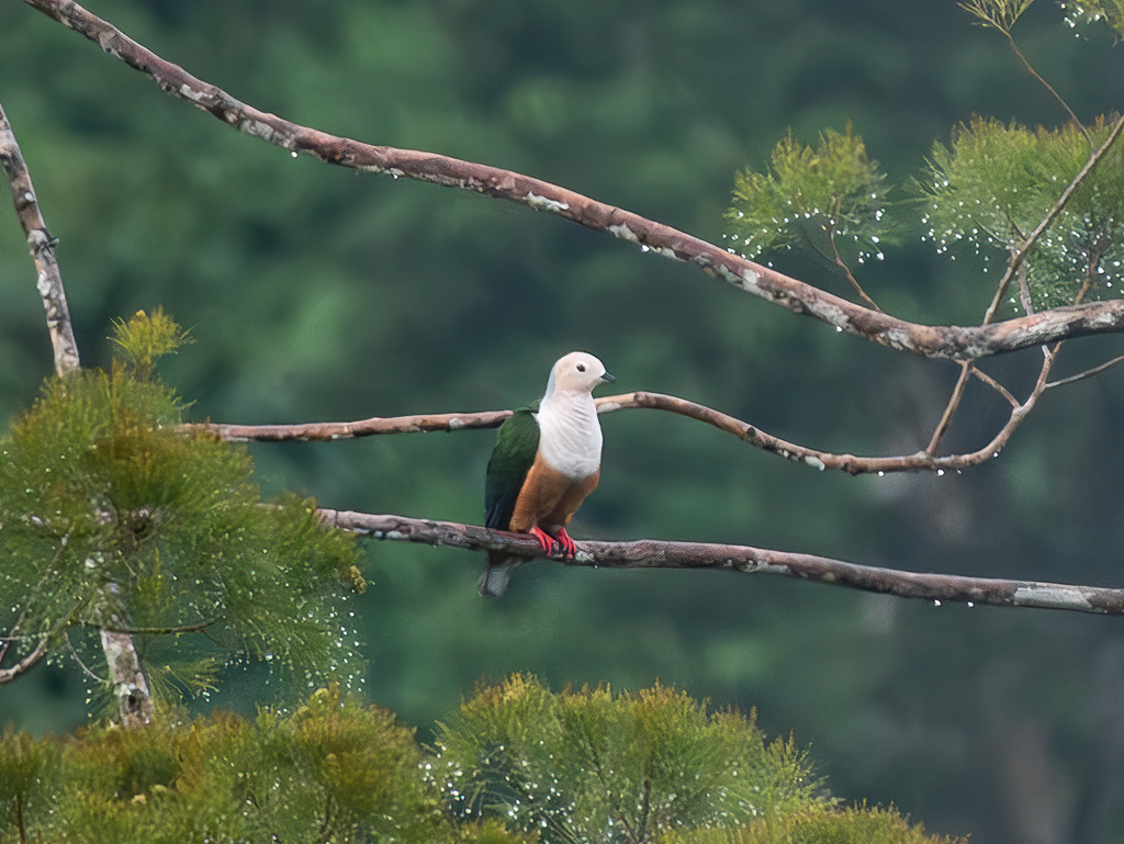 Cinnamon Imperial Pigeon (Ducula basilica)