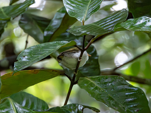 Cream-throated White-eye (Zosterops atriceps), photo 8