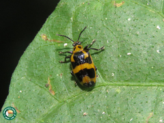 Plectonycha variegata