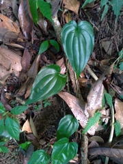 Stemona tuberosa