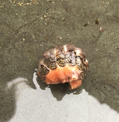 Chitonoidea