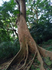 Ficus variegata garciae