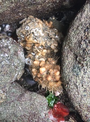 Pyura chilensis
