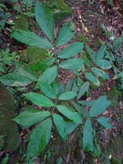 Millettieae