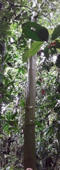 Calycophyllum