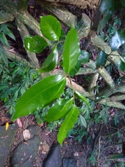 Glycosmis parviflora