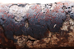 Dialonectria episphaeria