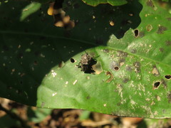 Polychalca platynota