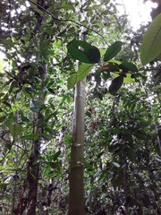 Calycophyllum