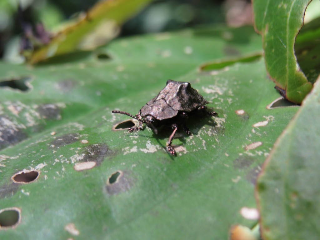 Polychalca platynota
