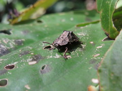 Polychalca platynota