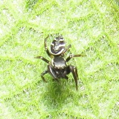 Naubolus