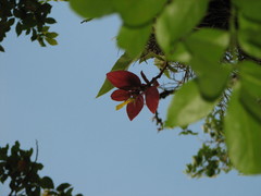 Columnea sulfurea