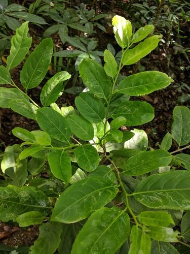 Casearia membranacea, photograph 1