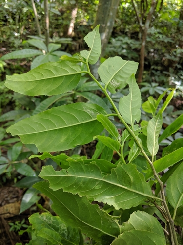 Casearia membranacea, photograph 2