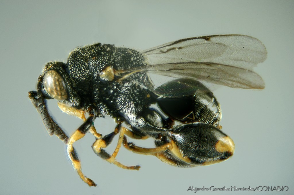 Brachymeria incerta