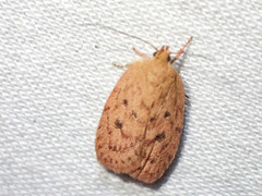 Garrha repandula