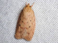 Garrha repandula
