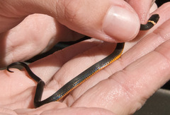 Diadophis punctatus punctatus