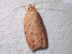 Garrha repandula
