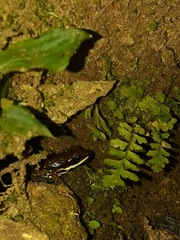 Epipedobates boulengeri