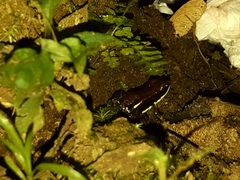 Epipedobates boulengeri