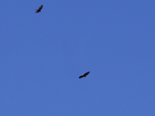 iNaturalist observation photo of Bald Eagle