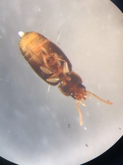 Mioptachys flavicauda