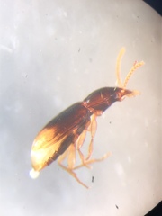 Mioptachys flavicauda