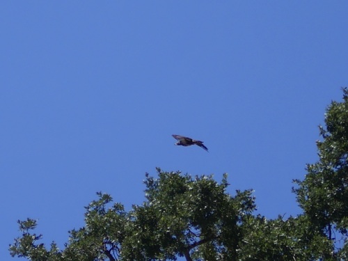 iNaturalist observation photo of Bald Eagle