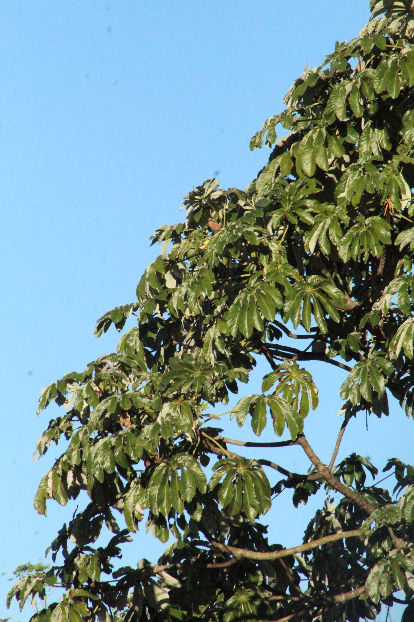 Cecropia pachystachya