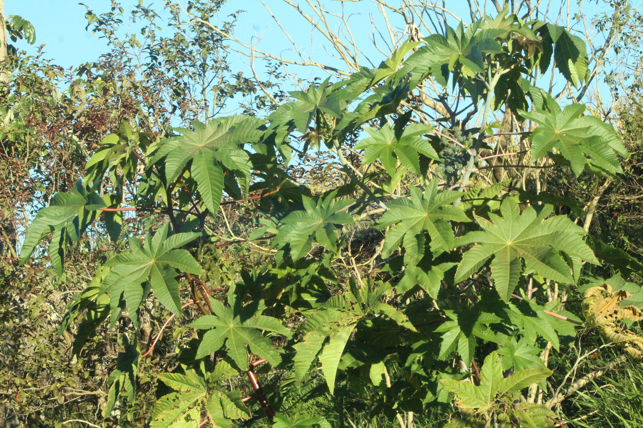 Ricinus communis