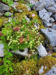 Saxifraga hariotii, photograph (c) marius, some rights reserved (CC BY)