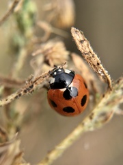 Coccinella septempunctata