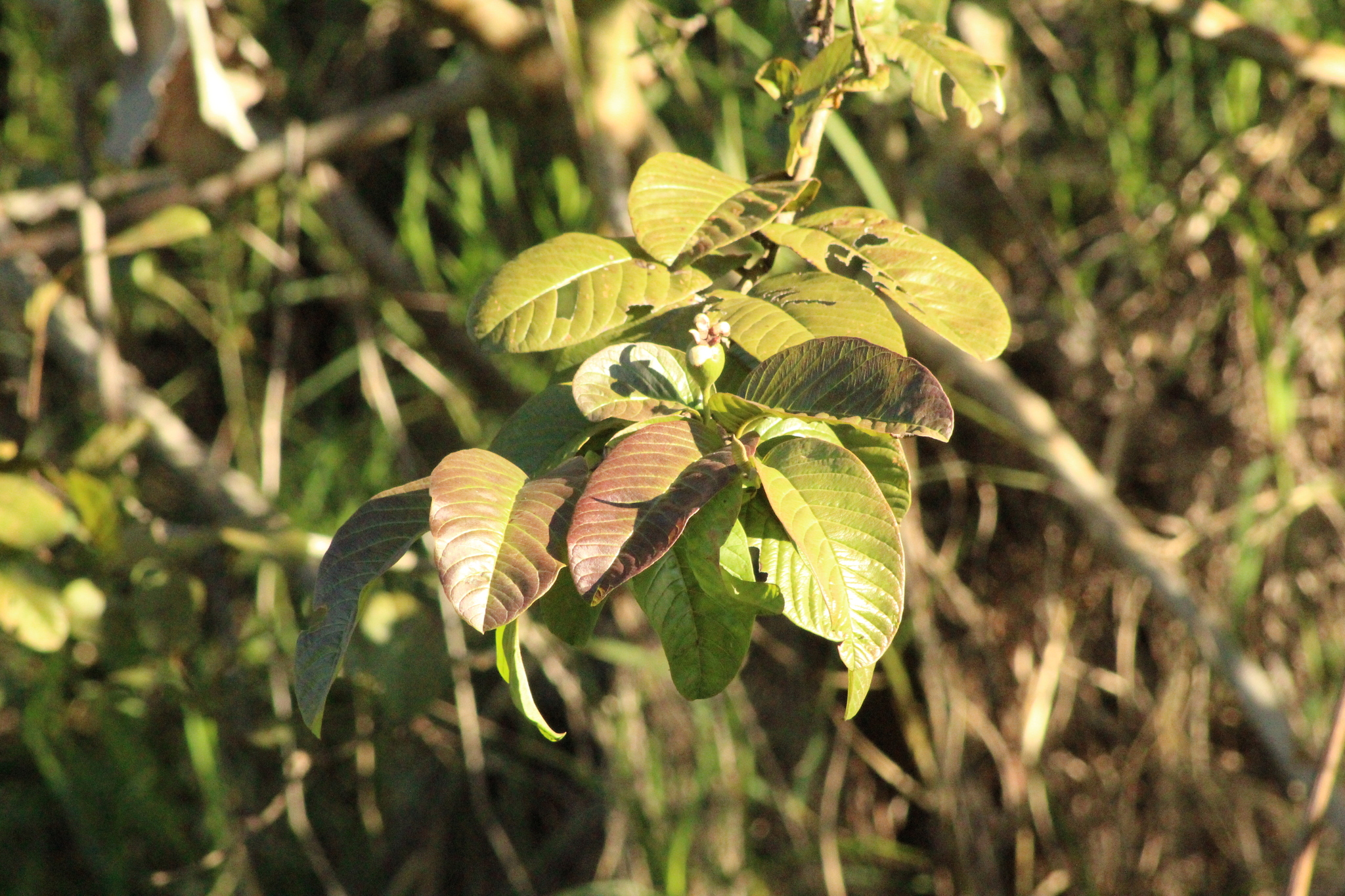 Psidium guajava