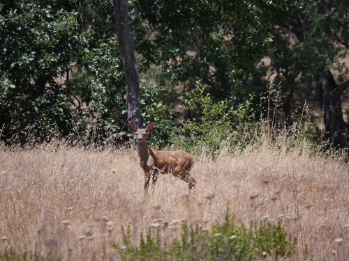 iNaturalist observation photo of Mule Deer